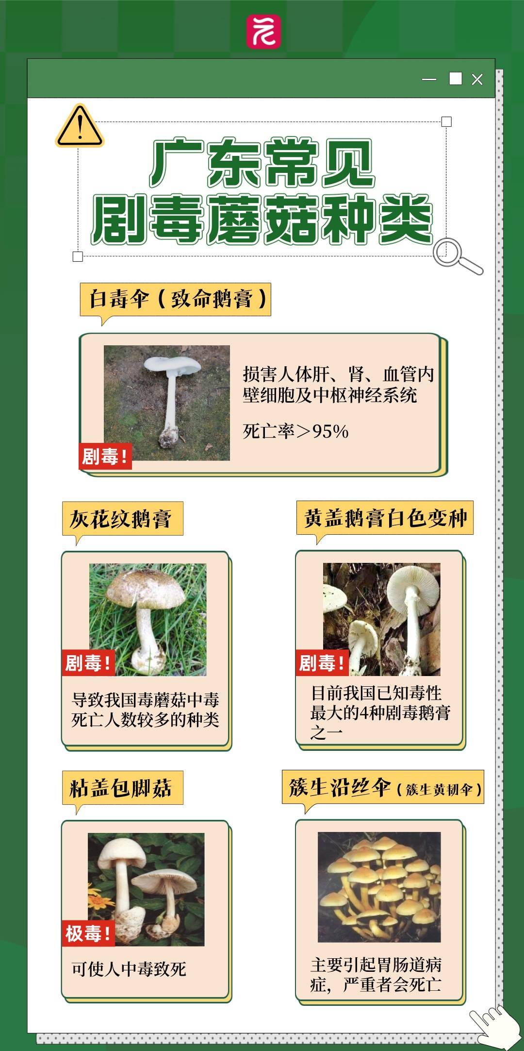 一锅下肚，广东一男子病危休克！死亡率接近100%，再次提醒：不采，不吃